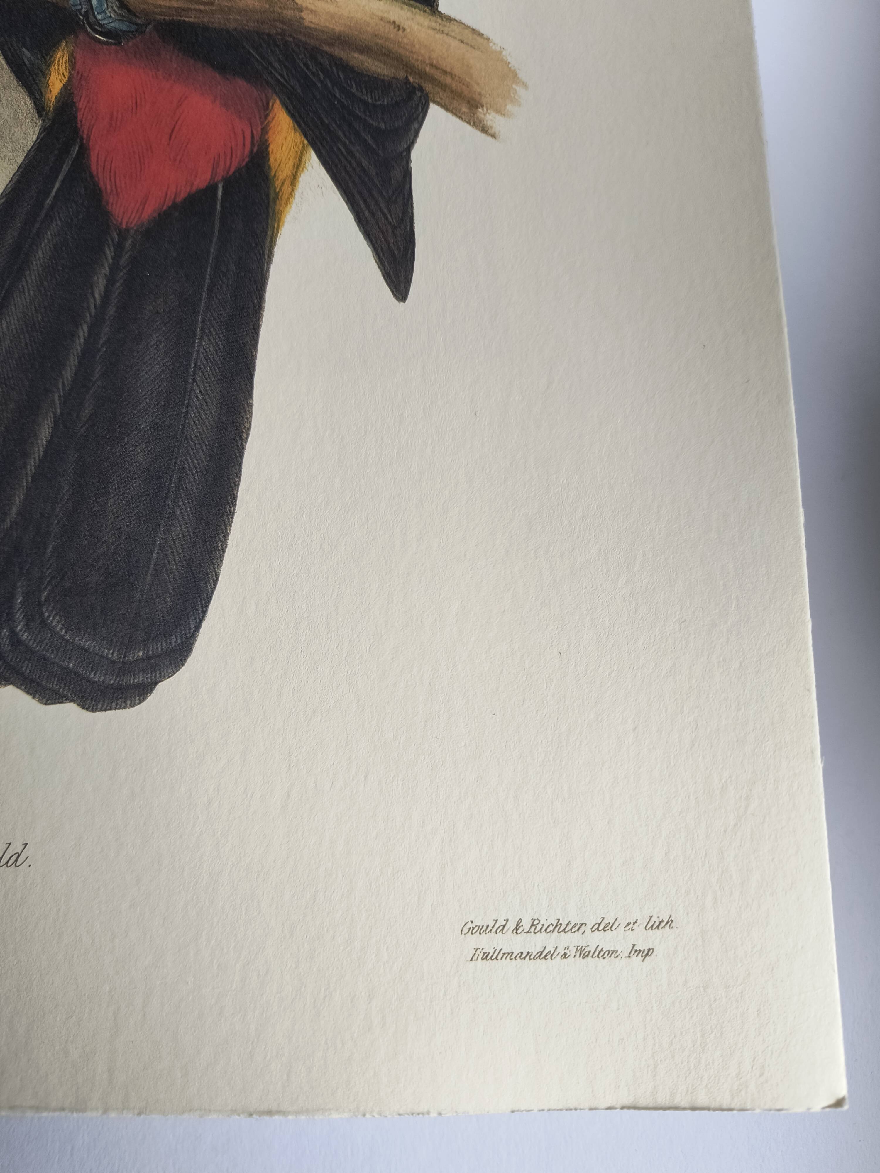 Illustration vintage - Toucan Culminatus - par J.Gould - planche oiseau