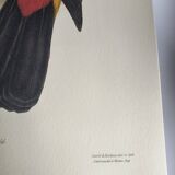 Illustration vintage - Toucan Culminatus - par J.Gould - planche oiseau
