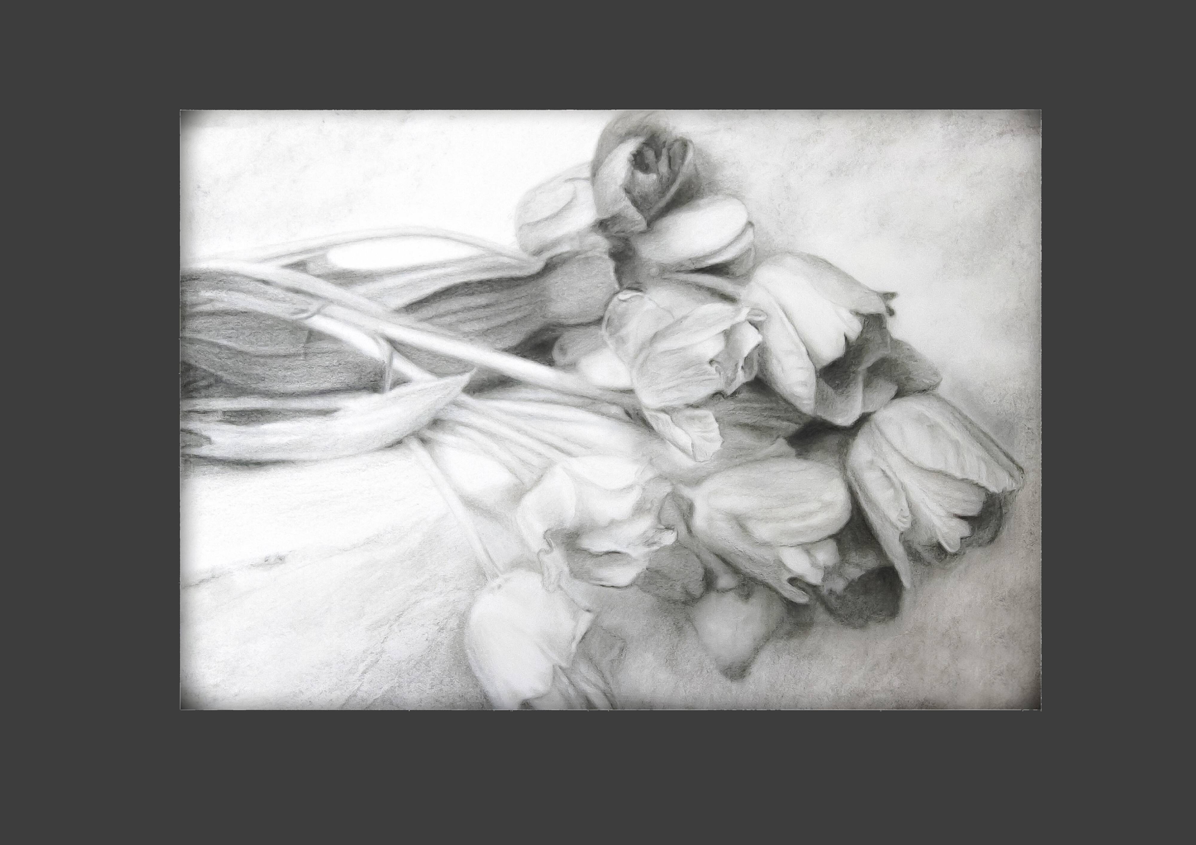 Dibujo de tulipanes a carbono sobre papel. Flowers sketch.