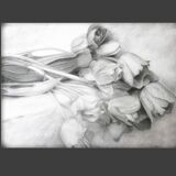 Dibujo de tulipanes a carbono sobre papel. Flowers sketch.