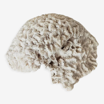 Corail blanc "cerveau" diploria
