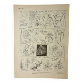 Gravure ancienne 1922, Forme des feuilles, botanique, nervres • Lithographie, Planche originale