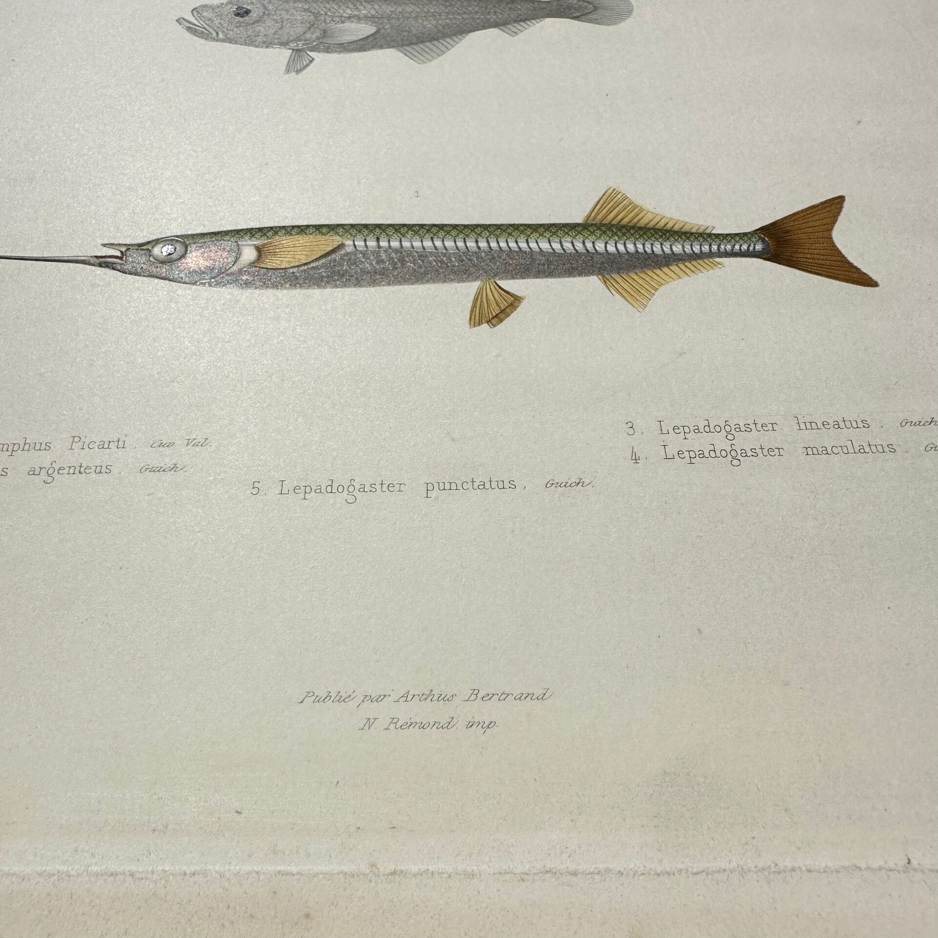 Original antique engraving Fish Algeria 1850 Guichenot Exploration