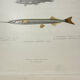 Original antique engraving Fish Algeria 1850 Guichenot Exploration