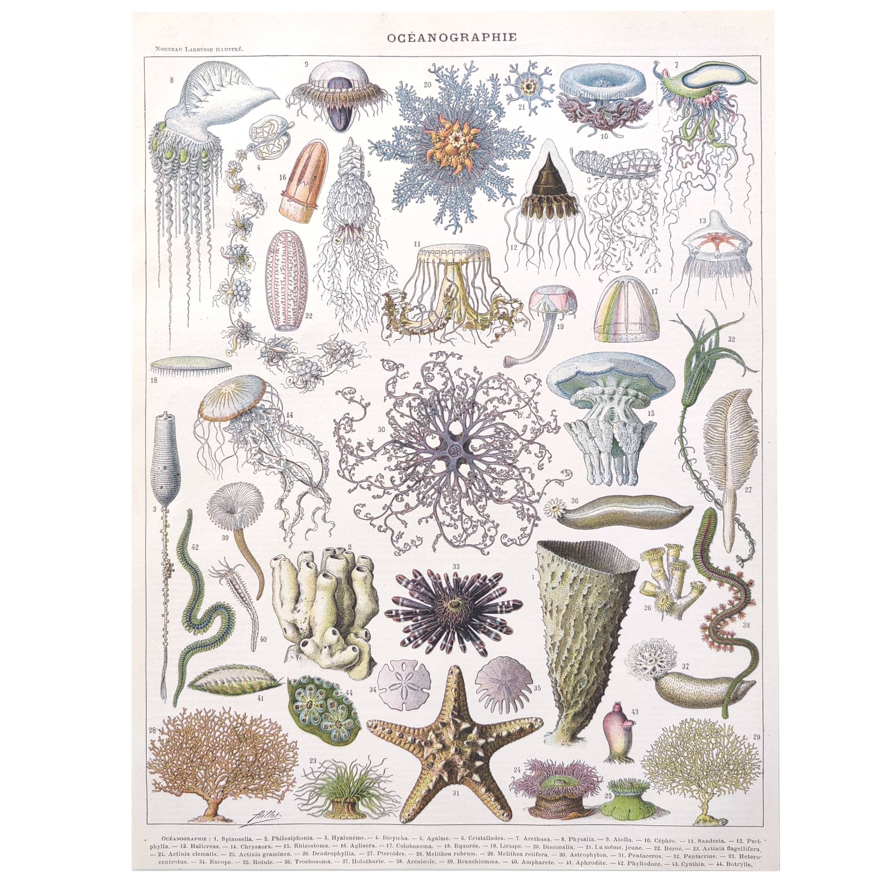 Lithograph plate world of the sea oceanography 1900