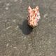 Herend lapin