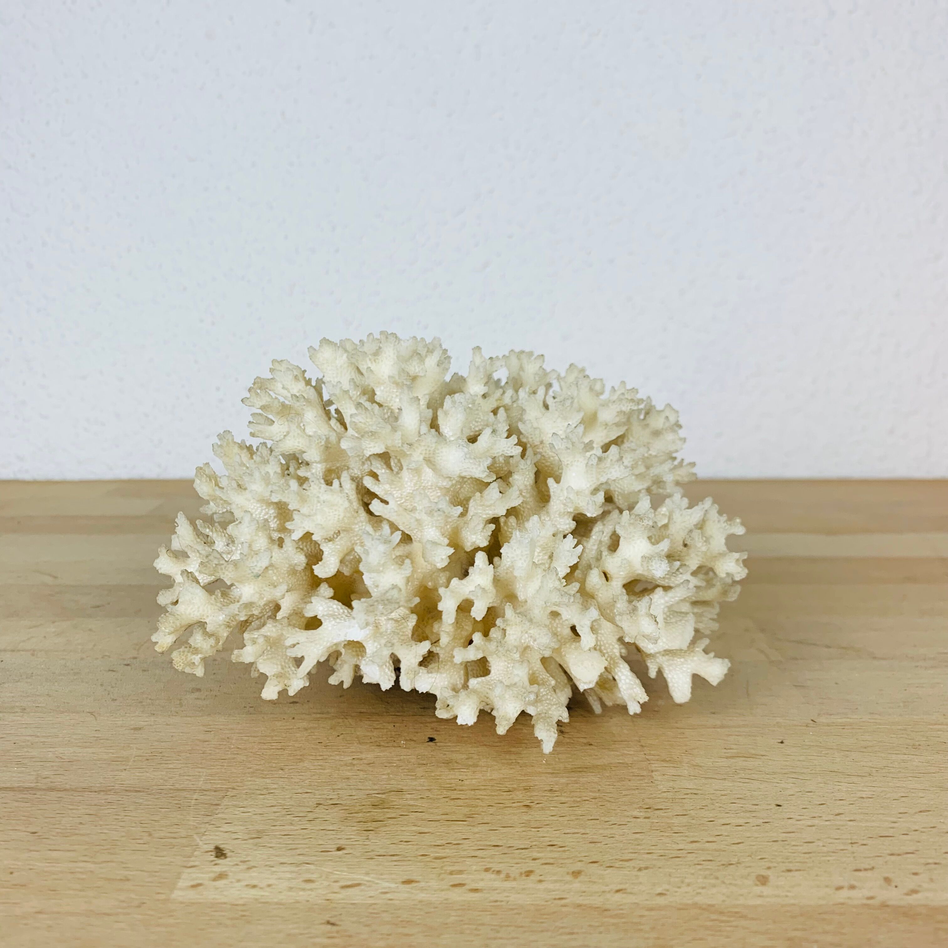 Natural old white coral 15 cm