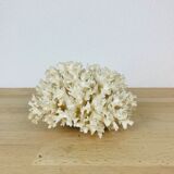 Natural old white coral 15 cm