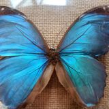 naturalized butterfly under oval frame
