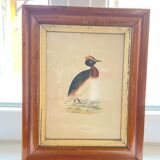 Bird lithographs