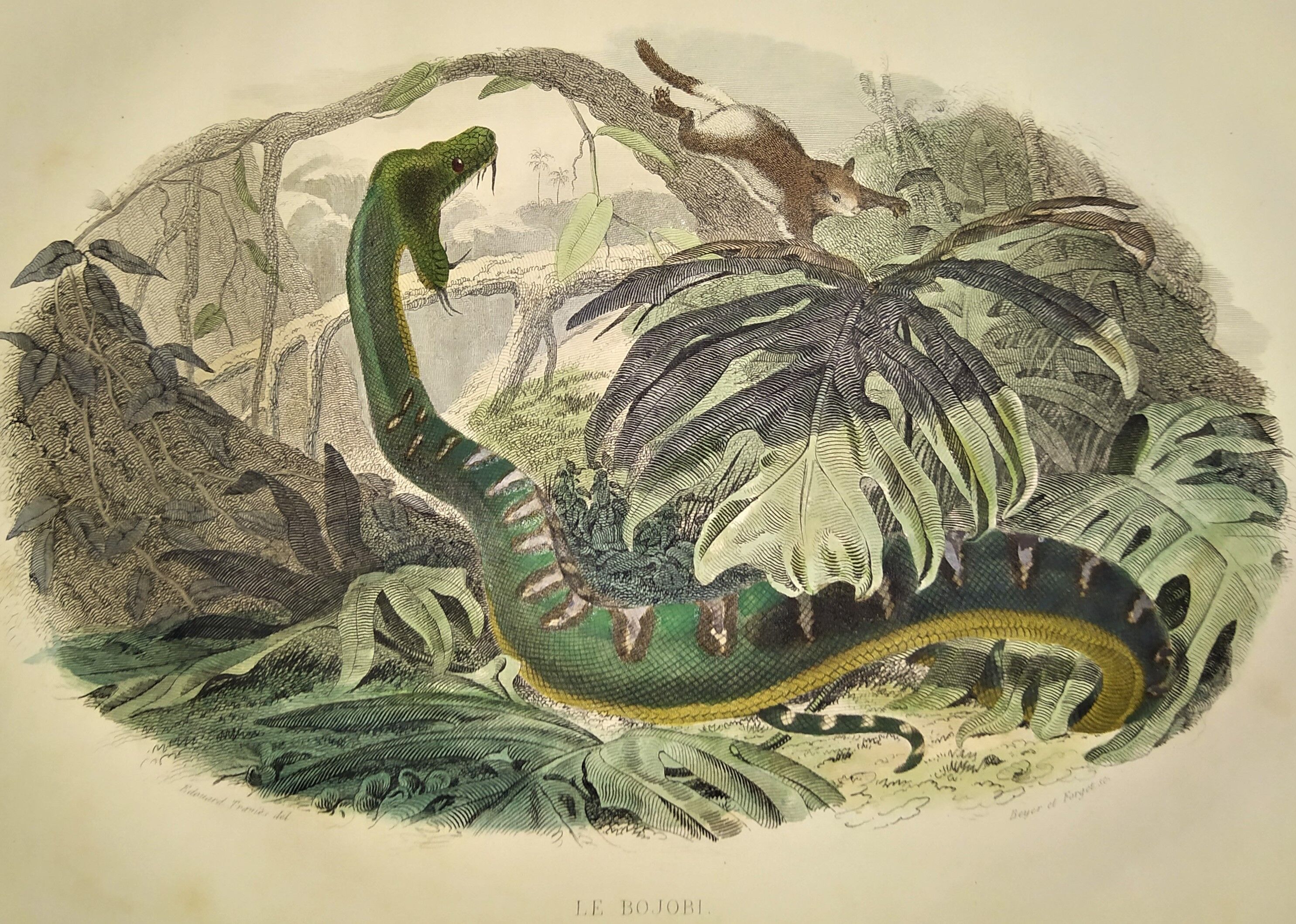 Original zoological plate from 1839 "saurian" the bojobi