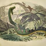 Original zoological plate from 1839 "saurian" the bojobi