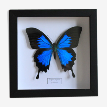 Butterfly "Papilio ulysses"