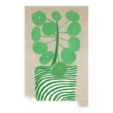 The Pilea