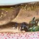 Ancient zoomorphic terrine in the shape of a deer, enamelled earthenware, Caugant