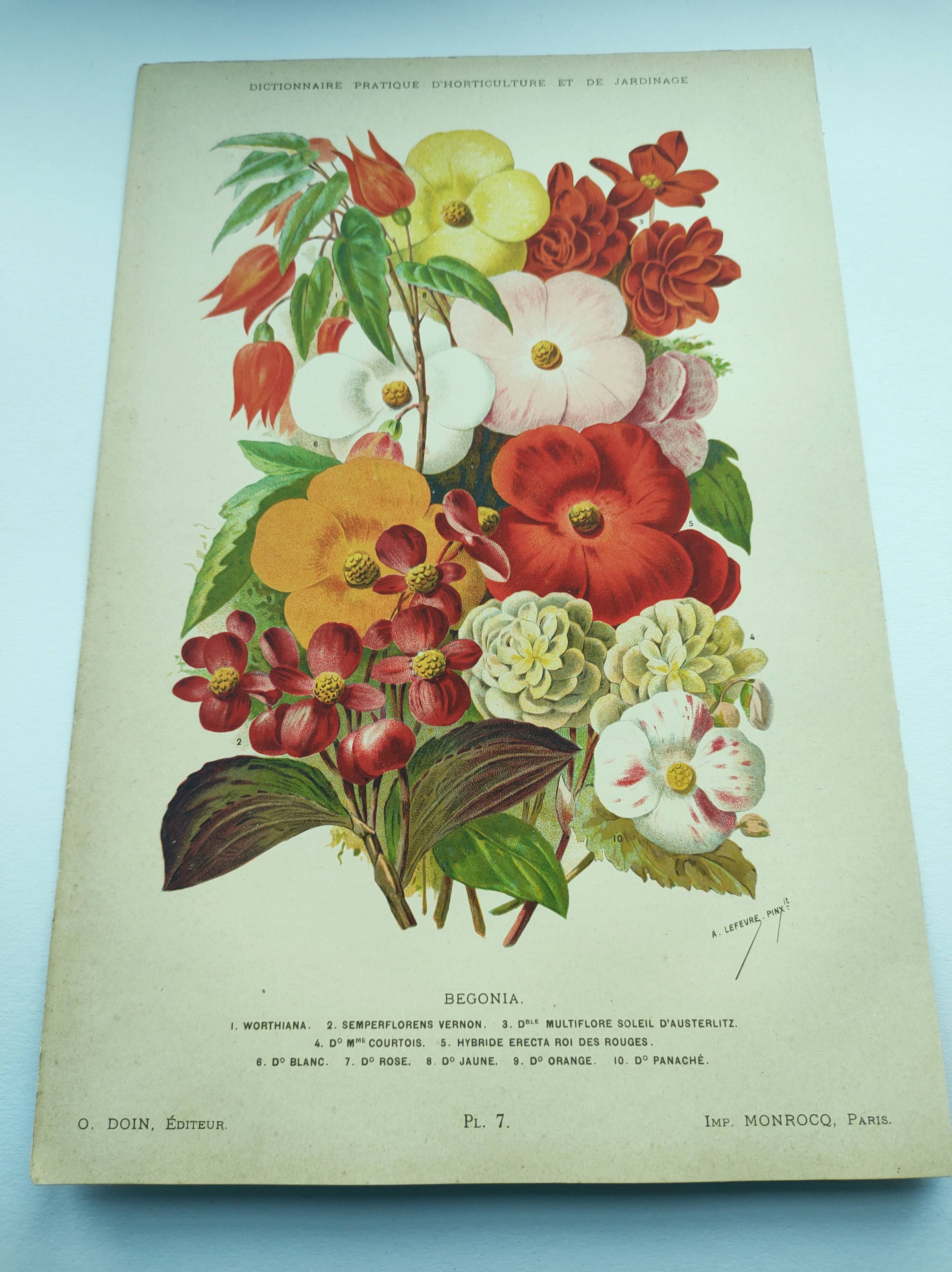 Botanical engraving from 1897. Begonia. Antique plate. Flower lithograph.