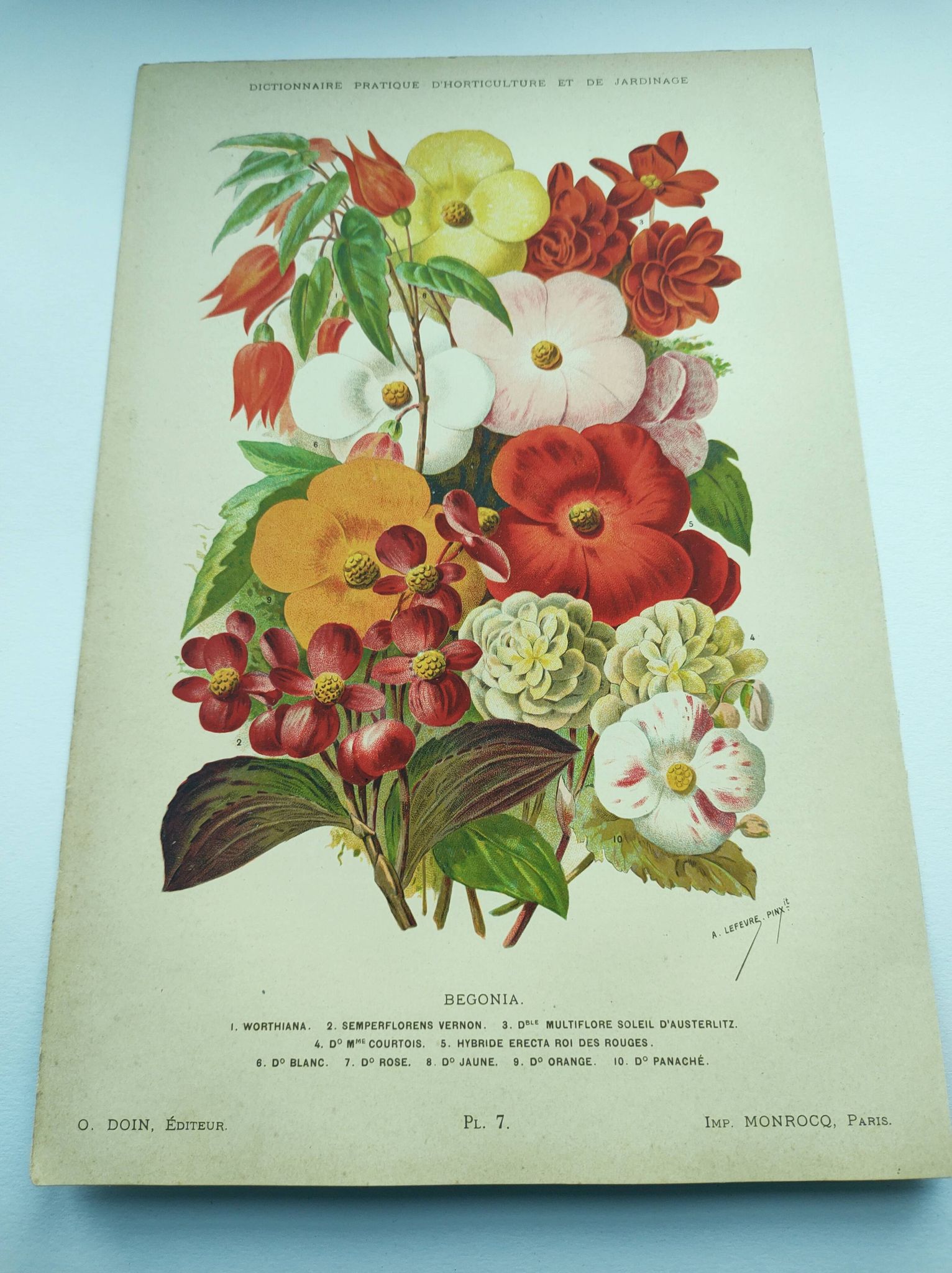 Botanical engraving from 1897. Begonia. Antique plate. Flower lithograph.