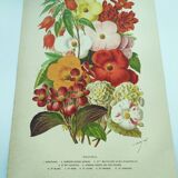 Botanical engraving from 1897. Begonia. Antique plate. Flower lithograph.
