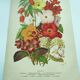 Botanical engraving from 1897. Begonia. Antique plate. Flower lithograph.