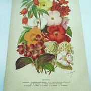 Botanical engraving from 1897. Begonia. Antique plate. Flower lithograph.