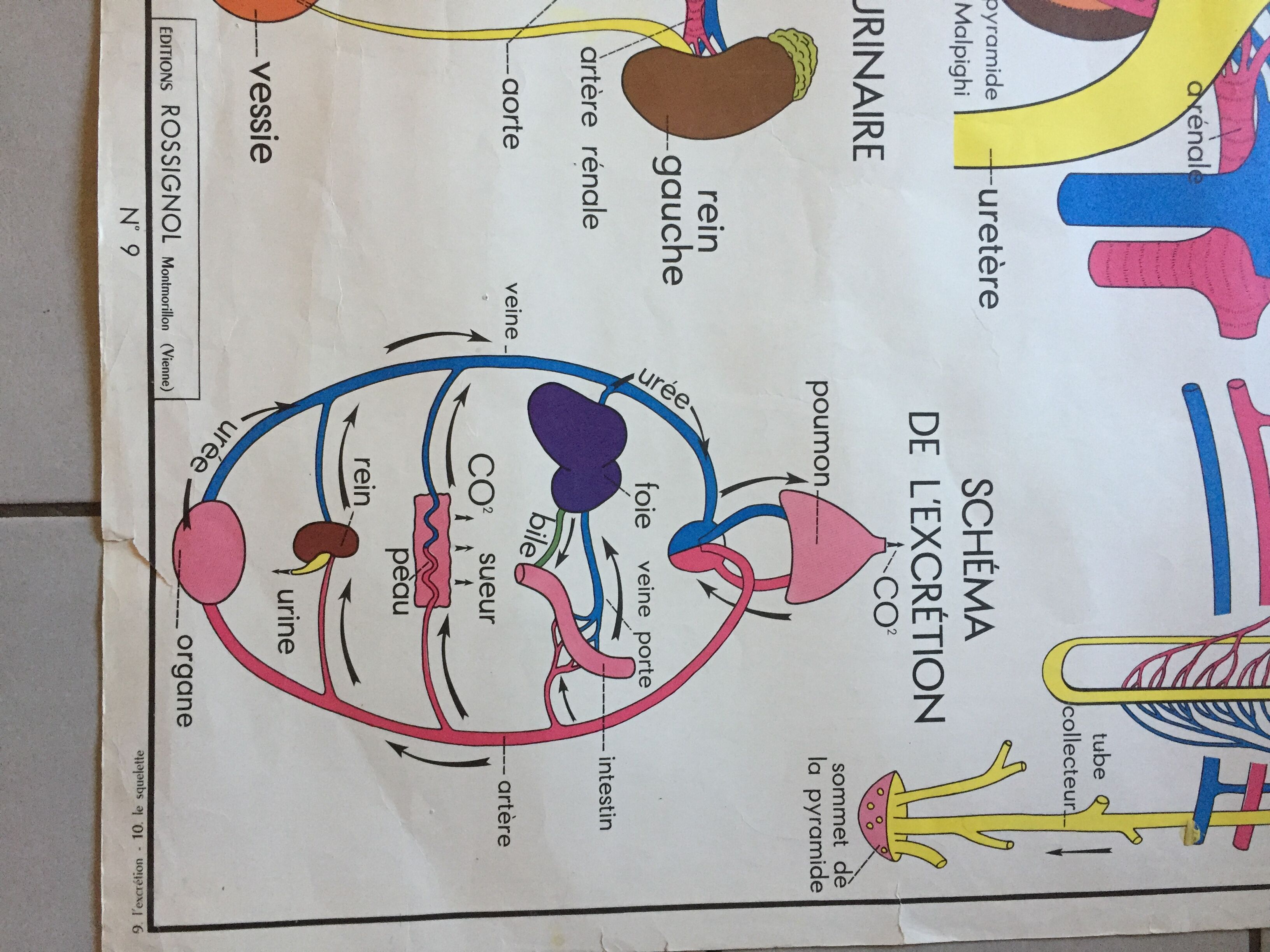 Carte d’école rossignol, le squelette et l’excrétion