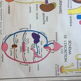 Map of school Rossignol, the skeleton and excretion