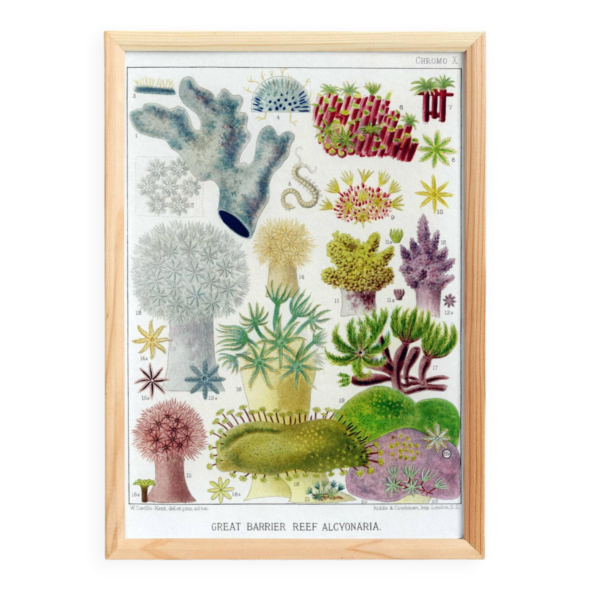 Affiche sur les anémones de la Grande Barrière de Corail, 1894