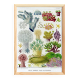 Affiche sur les anémones de la Grande Barrière de Corail, 1894