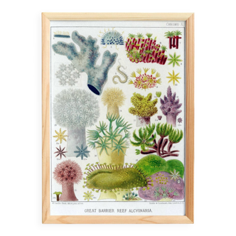 Affiche sur "Les Alcyonaires de la Grande Barrière de Corail", 1893