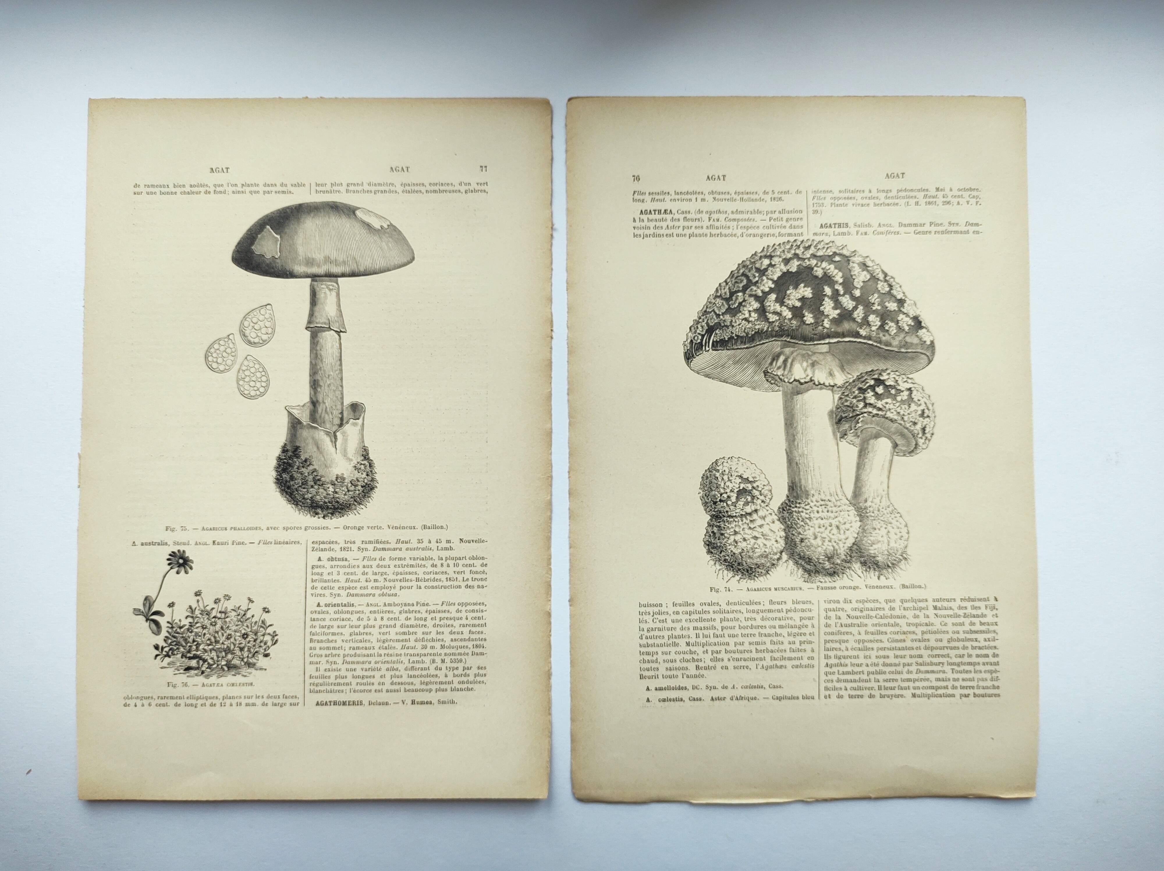 Botanical engraving from 1897 - Set of 2 Mushroom plates (1) - Plate of old lithographs