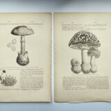 Botanical engraving from 1897 - Set of 2 Mushroom plates (1) - Plate of old lithographs