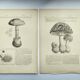Botanical engraving from 1897 - Set of 2 Mushroom plates (1) - Plate of old lithographs