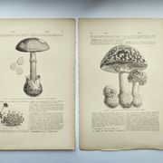 Botanical engraving from 1897 - Set of 2 Mushroom plates (1) - Plate of old lithographs