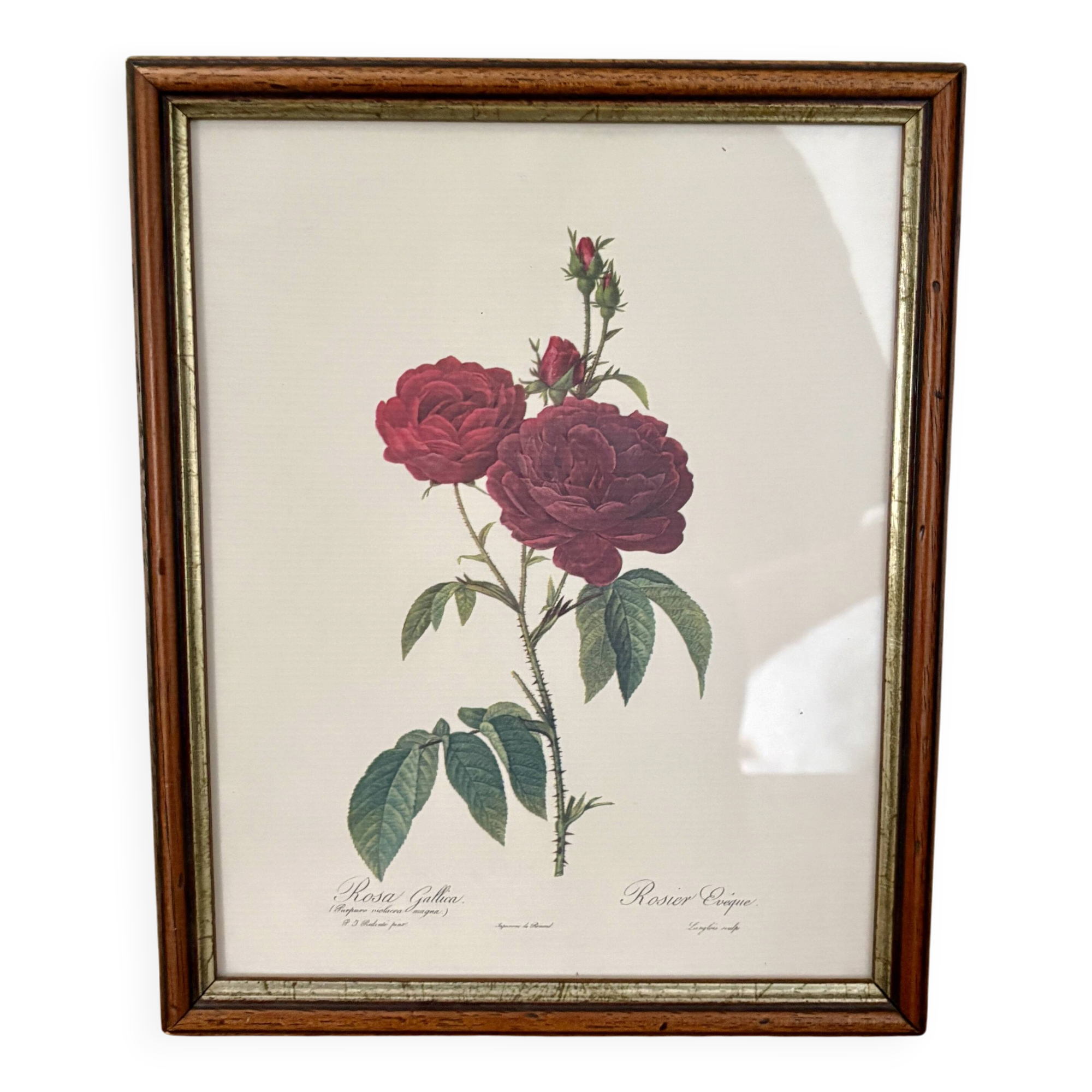 Cadre ancien rose rouge Redouté
