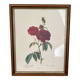 Cadre ancien rose rouge Redouté