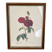 Cadre ancien rose rouge Redouté