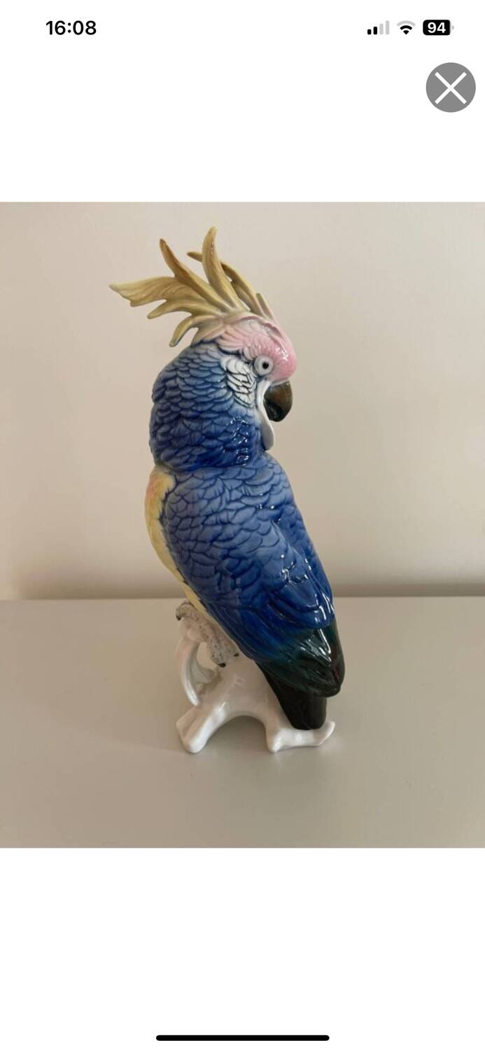 Bird Great Cockatoo Karl Ens