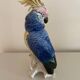 Bird Great Cockatoo Karl Ens