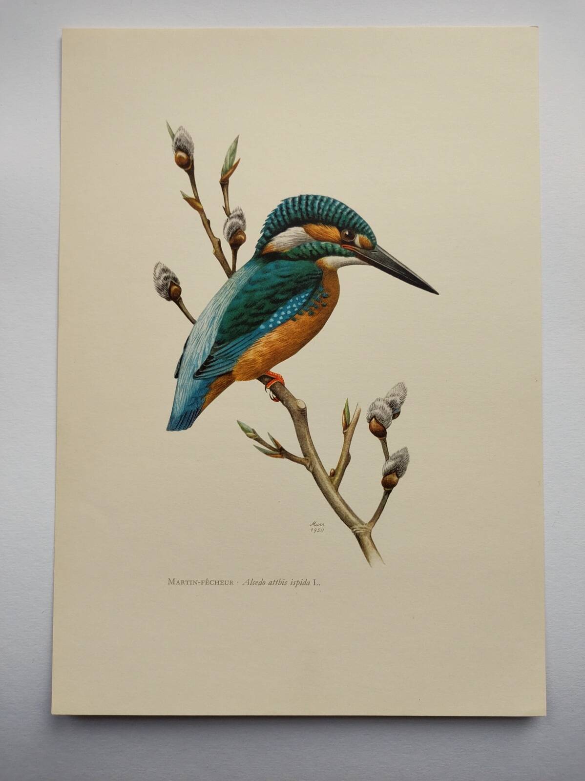 Bird board 60s - Kingfisher - Vintage zoological and ornithological illustration