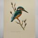 Bird board 60s - Kingfisher - Vintage zoological and ornithological illustration