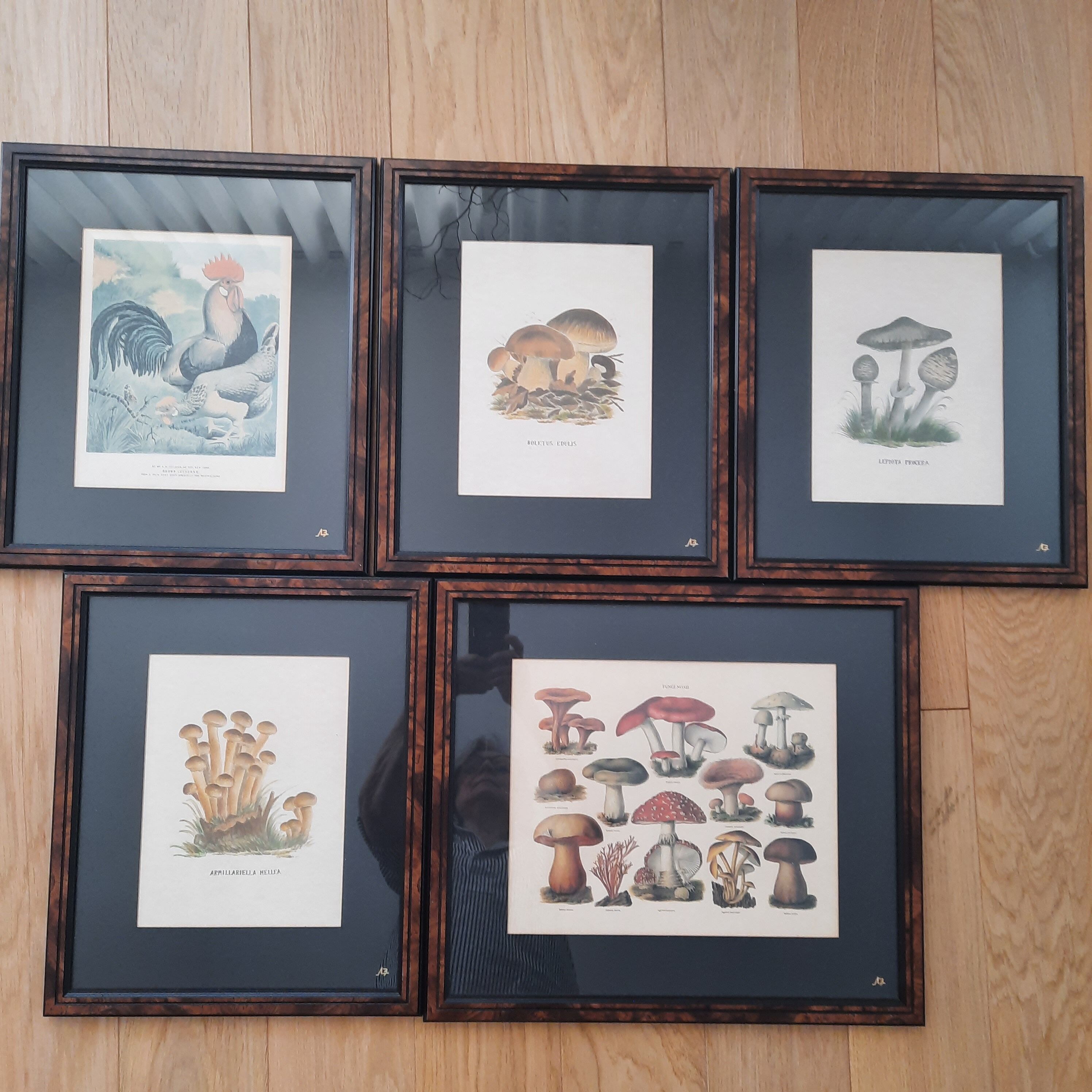 Series of 5 framed engravings