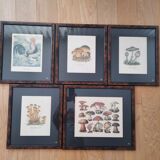Série de 5 gravures encadrées