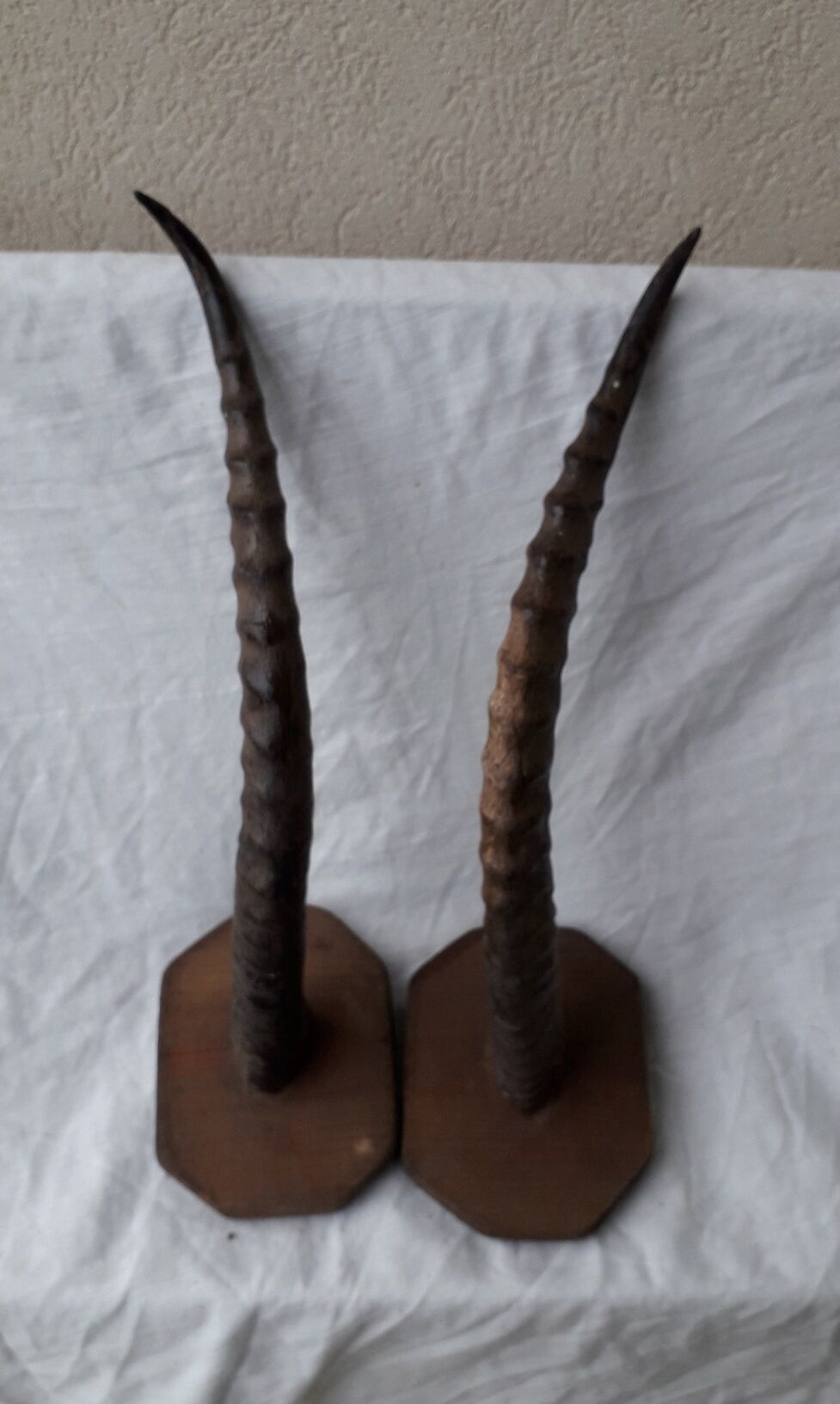Gazelle horns trophy