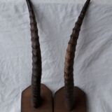 Gazelle horns trophy