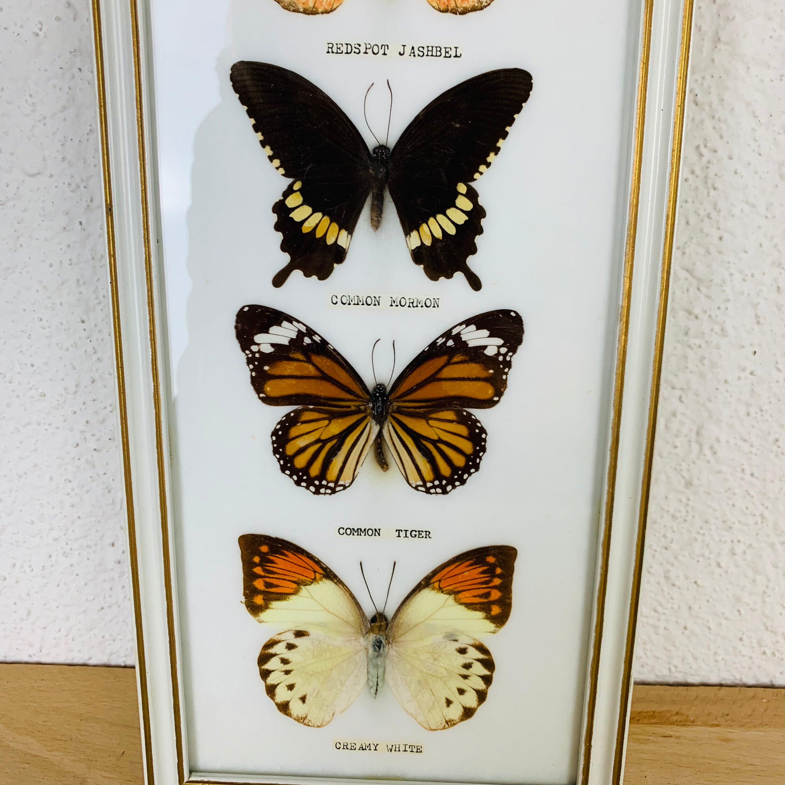 Vintage naturalized butterfly frame 38 x 15 cm