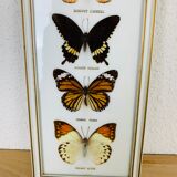 Vintage naturalized butterfly frame 38 x 15 cm