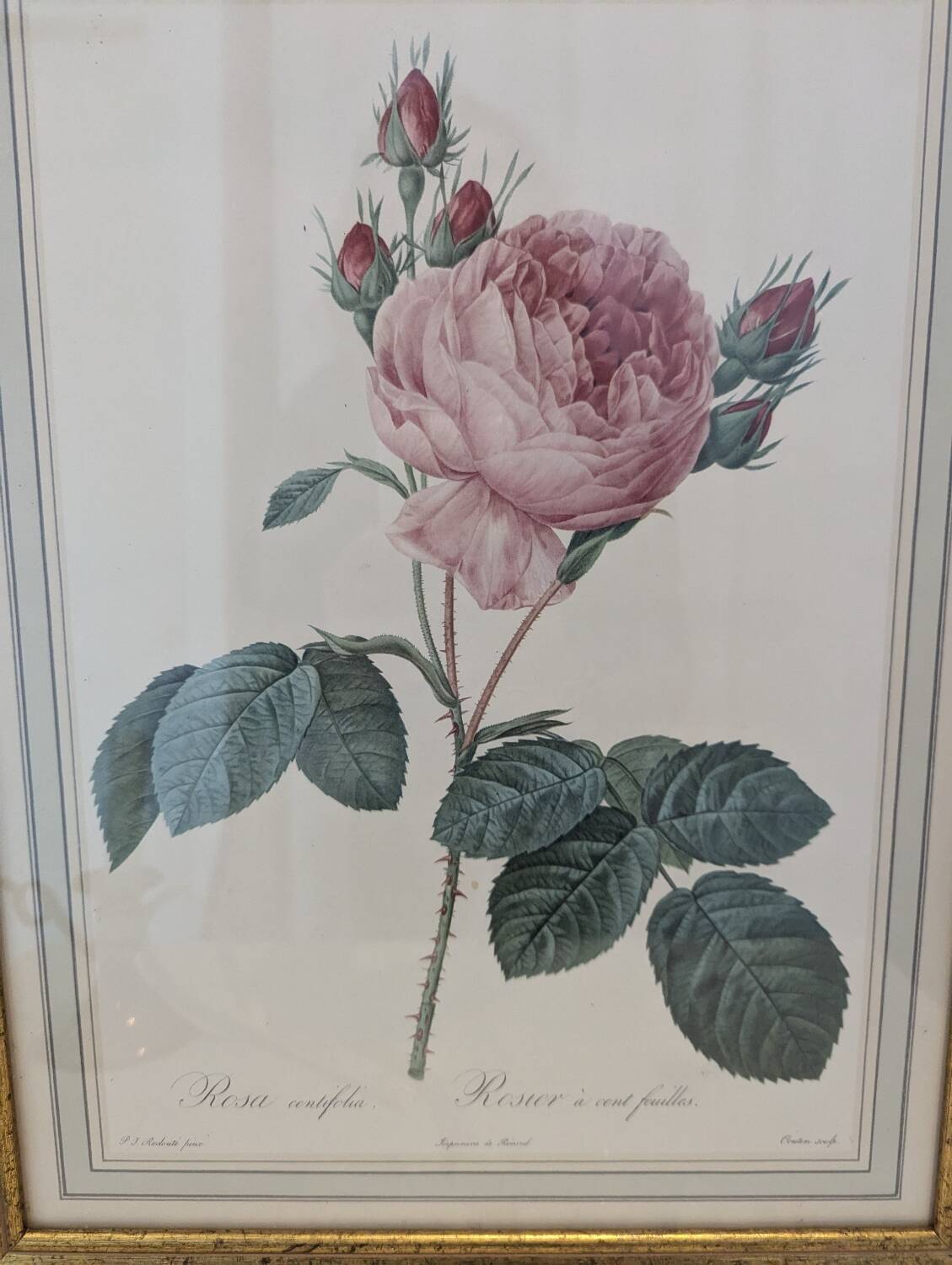 Botanical plate PJ Redouté