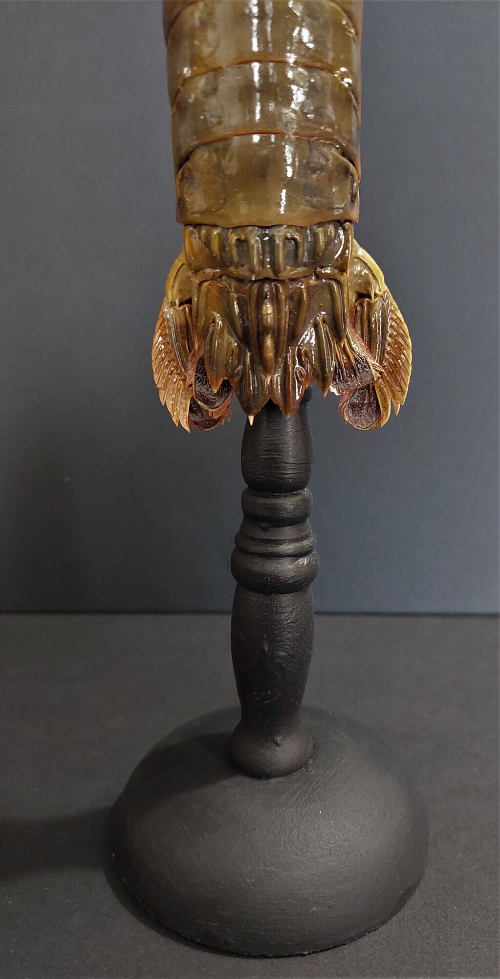 Cabinet of Curiosities haptosquilla trispinosa squille on pedestal