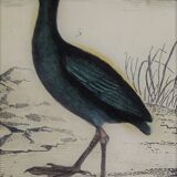 Original ornithological plate " Marouette - Caurale - &c... Buffon (1837)