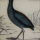 Original ornithological plate " Marouette - Caurale - &c... Buffon (1837)